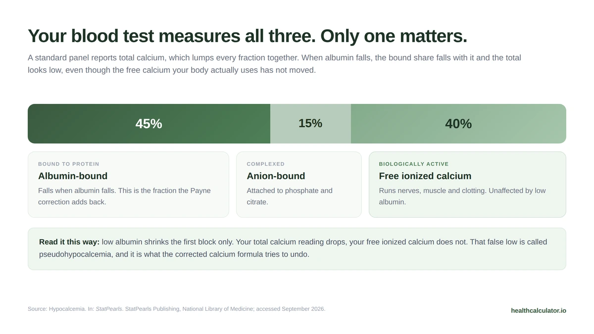 Calcium in blood is split three ways: roughly 45 percent bound to albumin, 15 percent complexed to anions, and 40 percent free ionized calcium