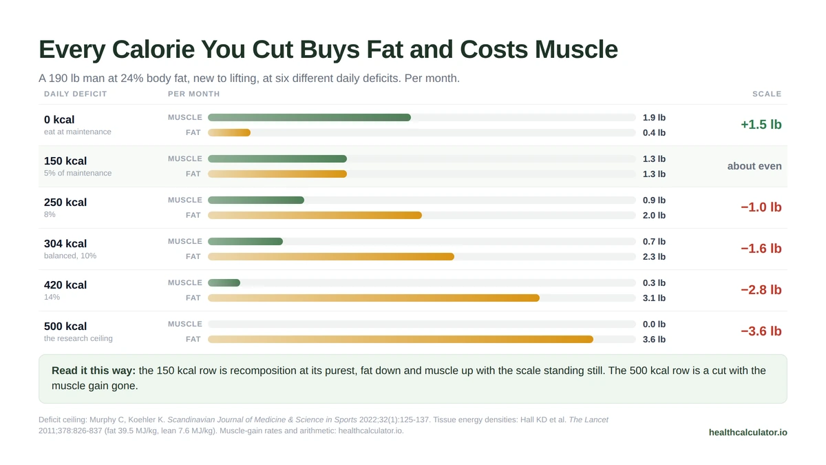 Body recomposition calculator deficit trade-off: at 0 calories a new lifter gains 1.9 lb of muscle a month, at 304 calories 0.7 lb, and at 500 calories none at all
